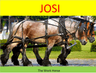 josi logo